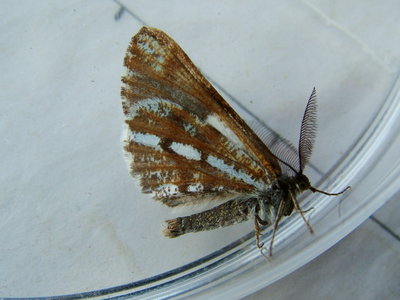 Bordered White